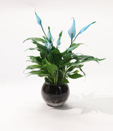 Spathiphyllum